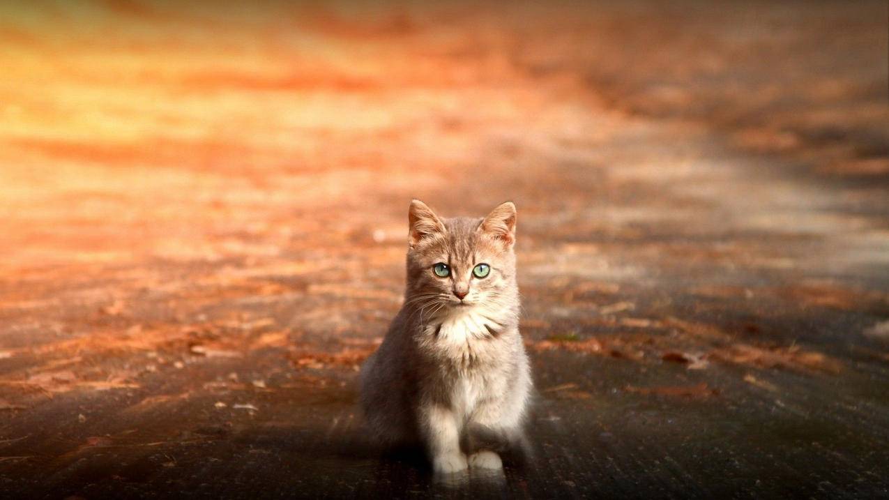 低价刷赞平台的简单介绍 低价刷赞平台的简单介绍