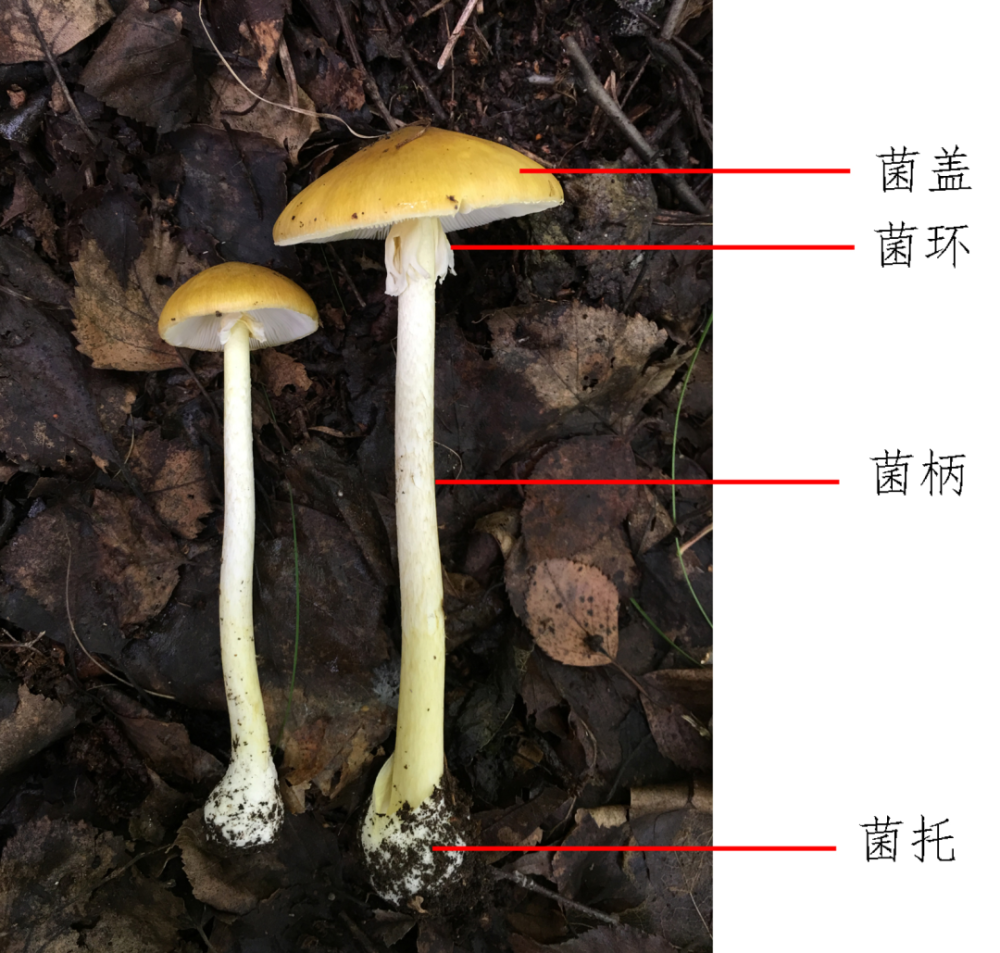 蘑菇业务网—QQ业务网_蘑菇业务网  2021排行榜第一平台 蘑菇业务网—QQ业务网_蘑菇业务网  2021排行榜第一平台