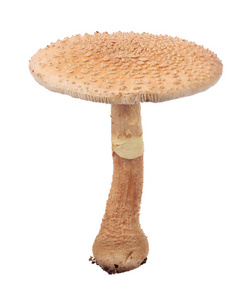 蘑菇代刷网_蘑菇代理ip 蘑菇代刷网_蘑菇代理ip