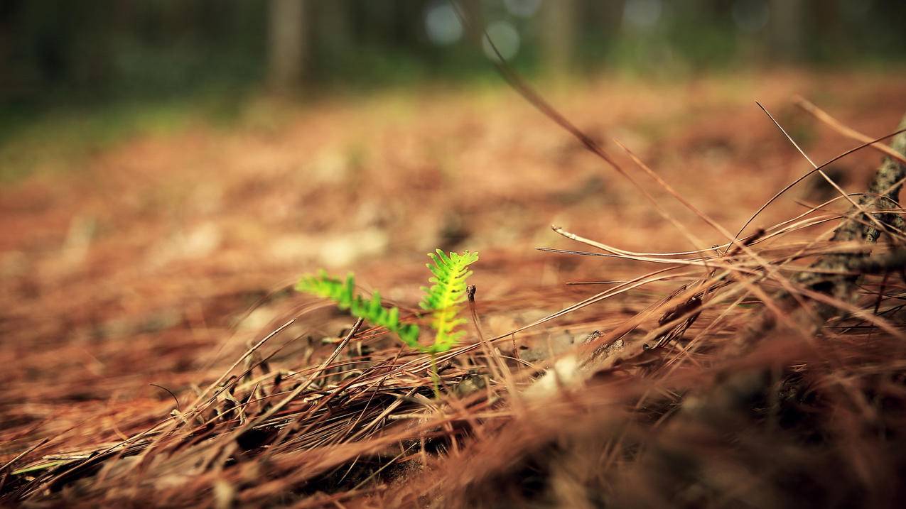 关于买赞快手赞全网最低的信息 关于买赞快手赞全网最低的信息