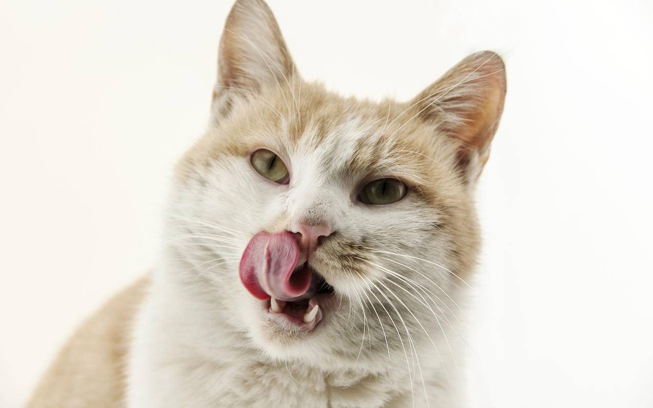 皮皮虾刷赞_皮皮虾怎么做好吃 皮皮虾刷赞_皮皮虾怎么做好吃