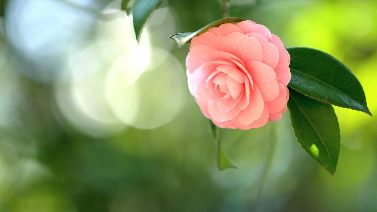 关于伯乐代刷网刷赞的信息 关于伯乐代刷网刷赞的信息