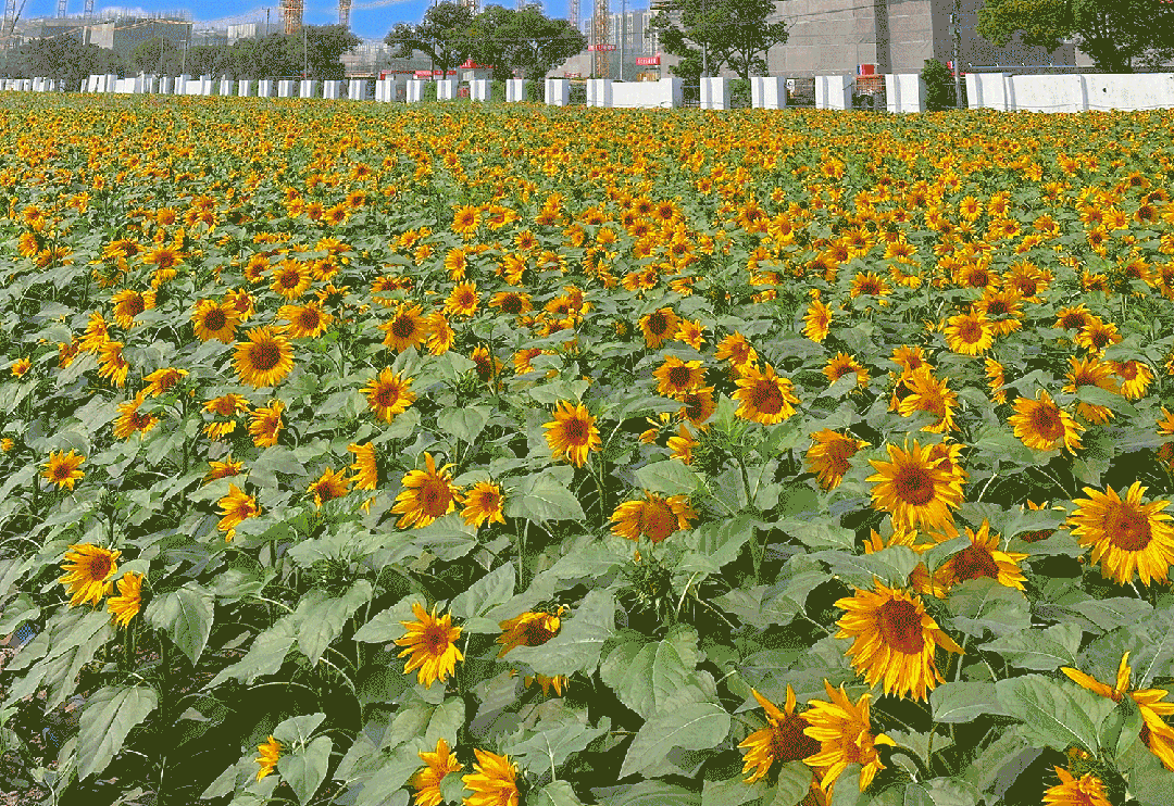 关于24小时自助平台下单10个赞的信息 关于24小时自助平台下单10个赞的信息