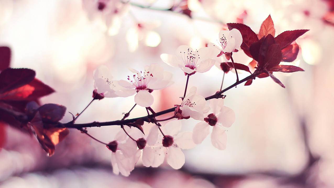 草莓秒赞网_草莓秒播站在线看