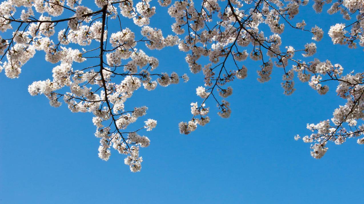 草莓秒赞网_草莓秒播站在线看