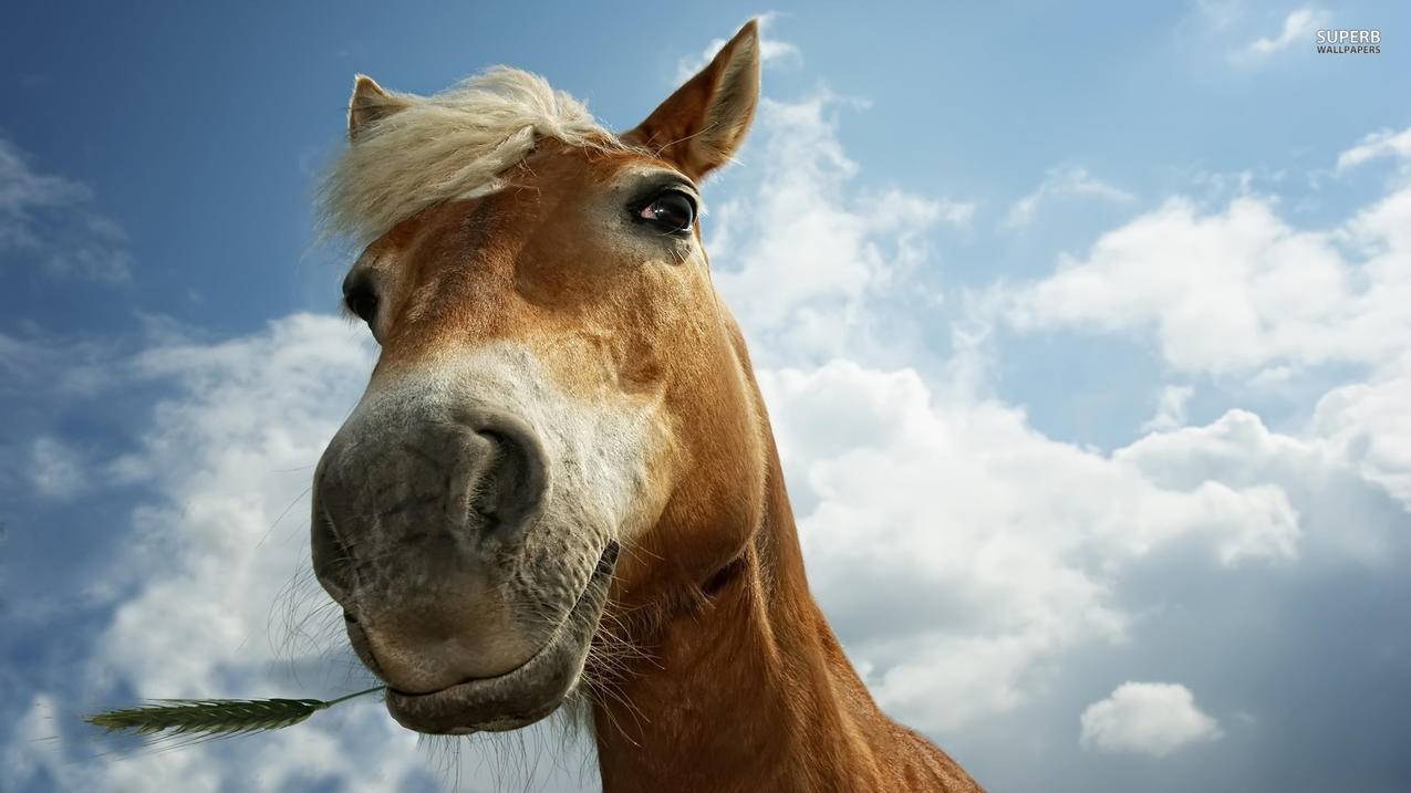 关于南荷代快手刷网下载的信息 关于南荷代快手刷网下载的信息