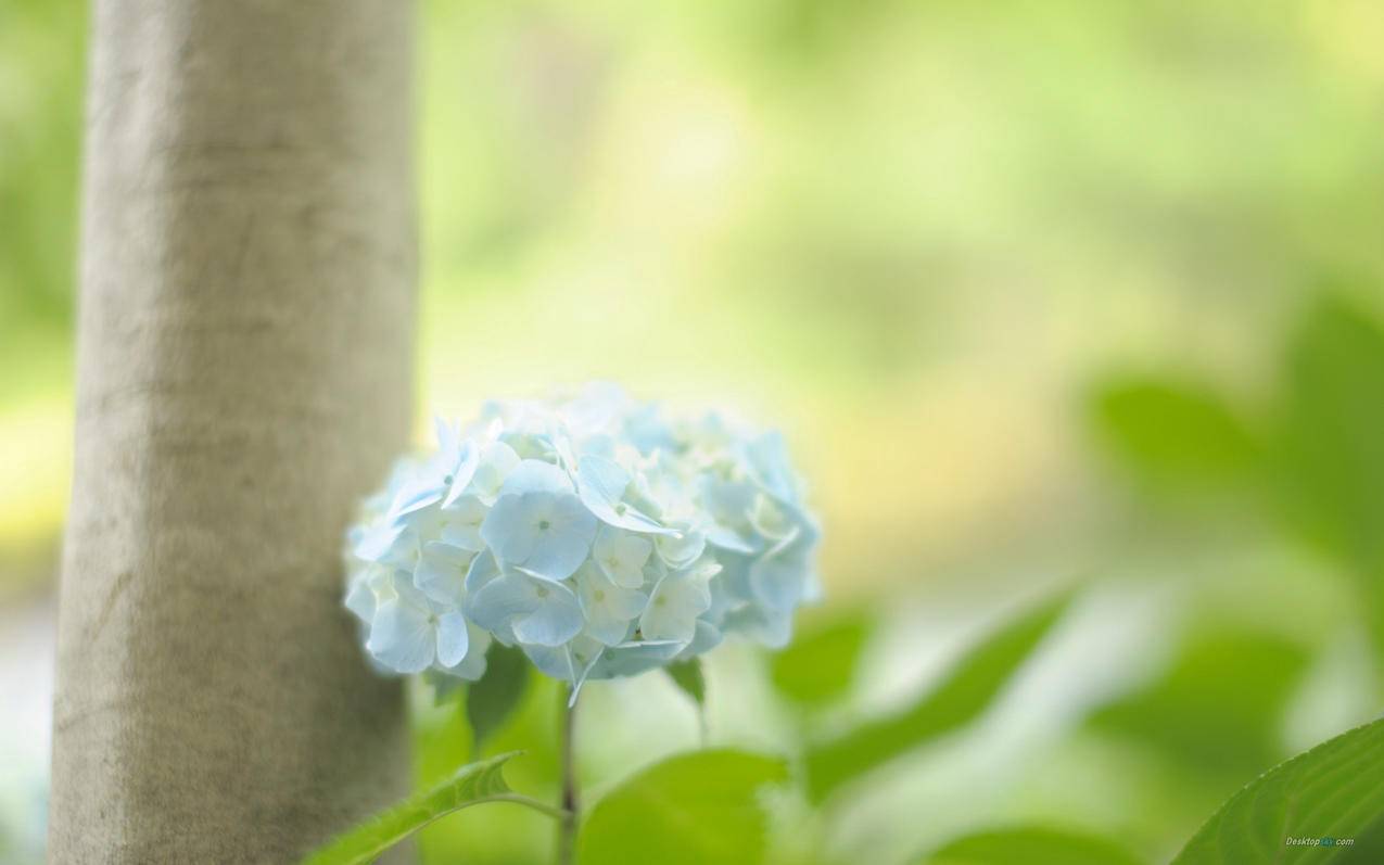 qq代刷赞_代刷卡盟平台