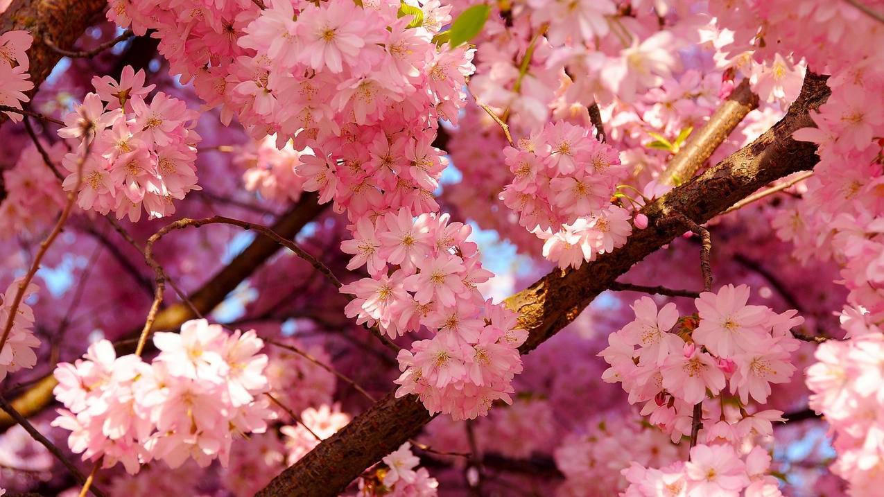 关于全网超低价刷ks业务平台网站的信息 关于全网超低价刷ks业务平台网站的信息