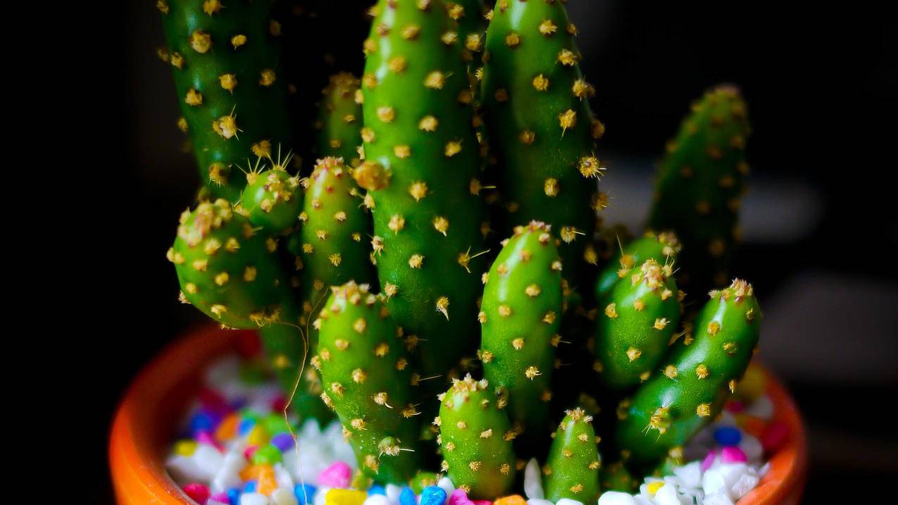 关于桔子刷赞网的信息