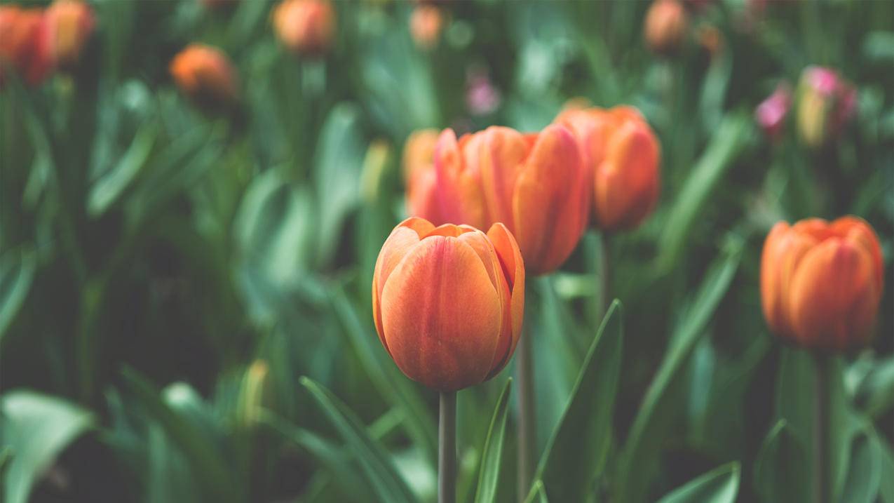 全网最低刷赞_全网最低科技货源总站