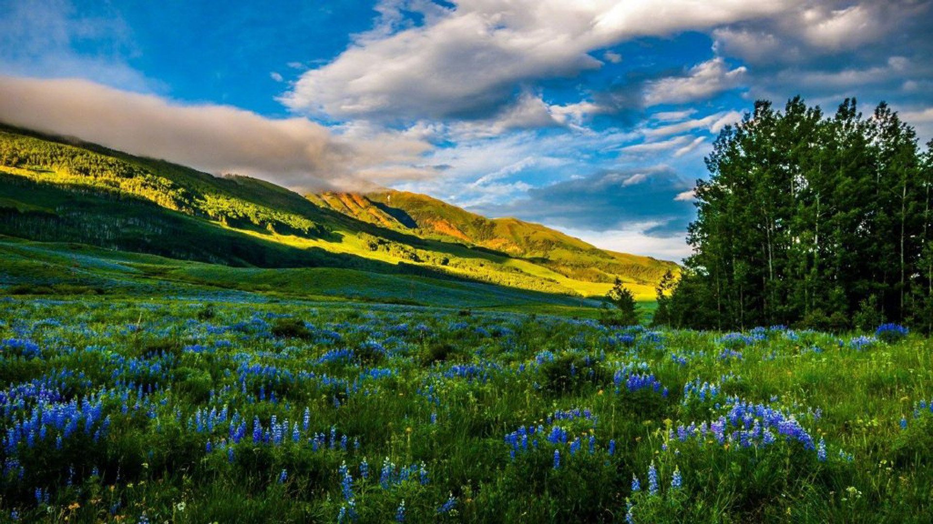 关于辉煌刷赞的信息