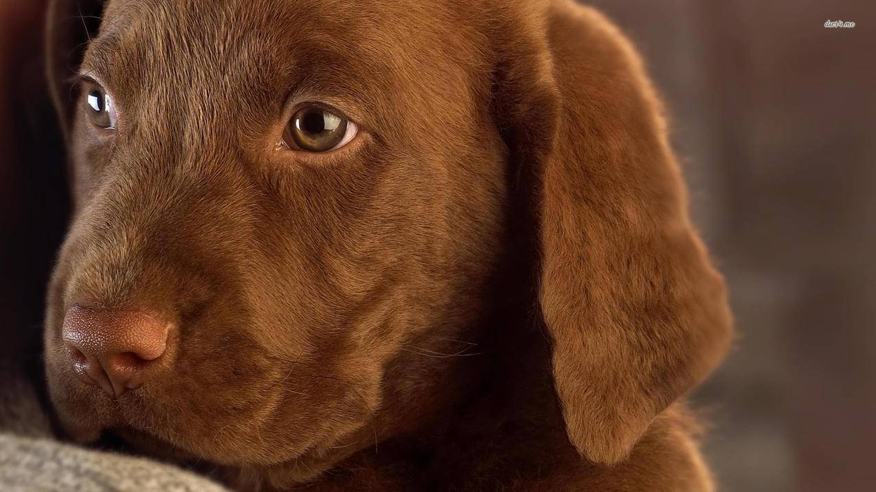 快手刷赞自助下_快手刷赞自助下单网址