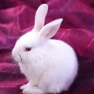 小白兔代刷网_小白兔辅助官网 小白兔代刷网_小白兔辅助官网