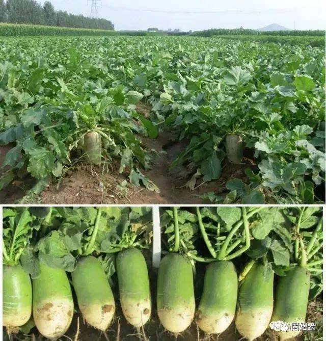 关于零九云商城24小时下单的信息