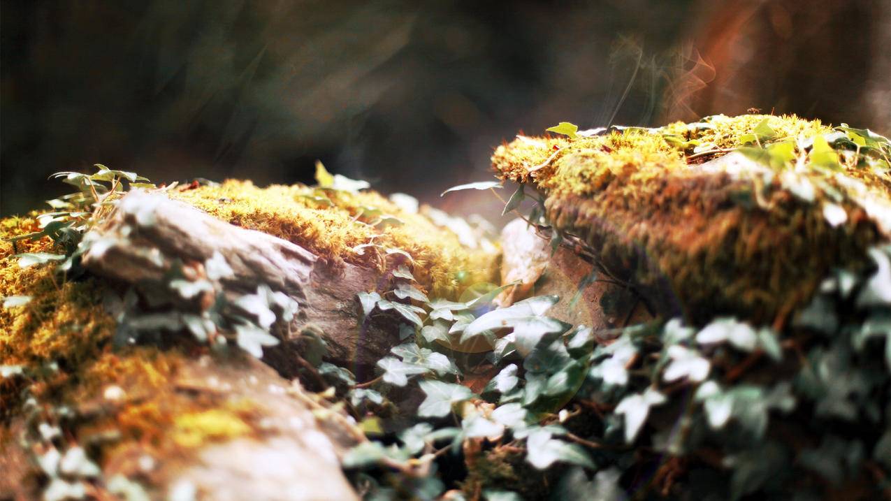 蚂蚁快手点赞平台_快手互赞蚂蚁 蚂蚁快手点赞平台_快手互赞蚂蚁