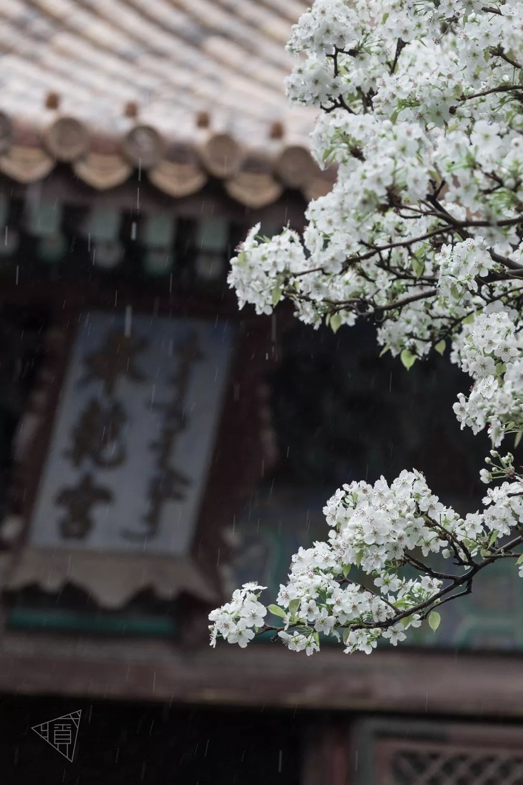 关于故雨代刷网的信息