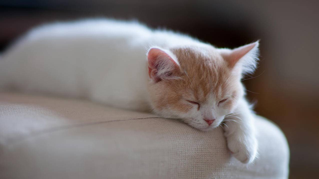 必须哥QQ代刷网_业务网站全网最低 必须哥QQ代刷网_业务网站全网最低