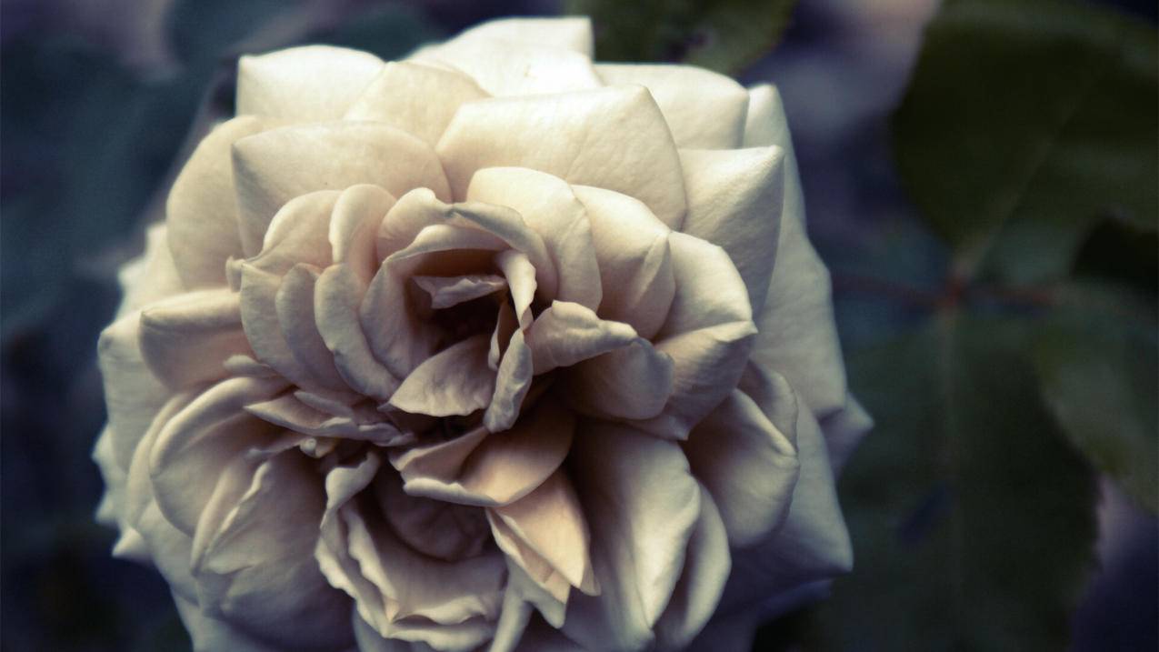 qq代刷网自助下单低价的简单介绍