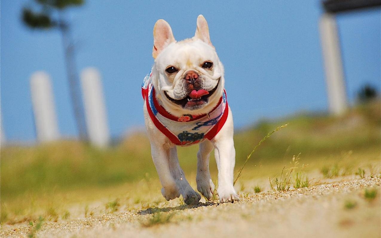 蚂蚁代刷_蚂蚁代刷网是真的吗